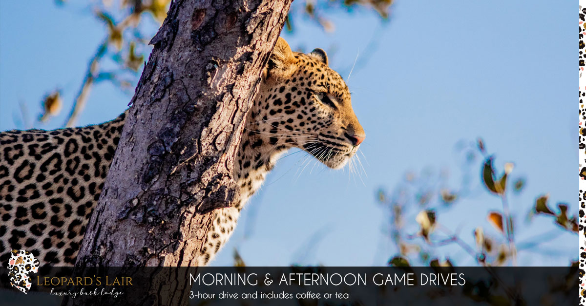 Game Drives in Hoedspruit