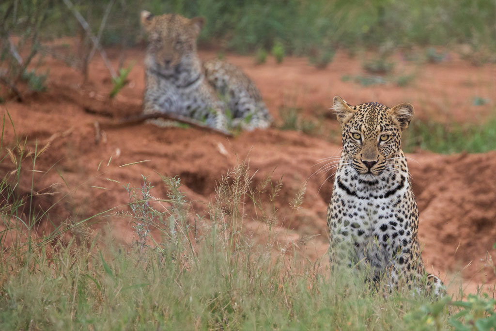 Leopard's Lair Bush Safari Experience