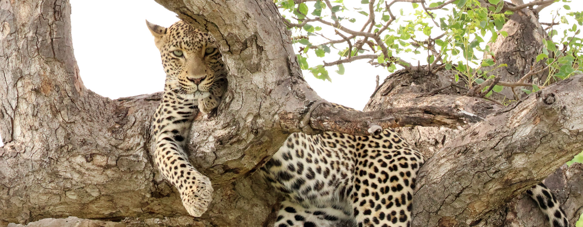 Leopard's Lair Bush Lodge