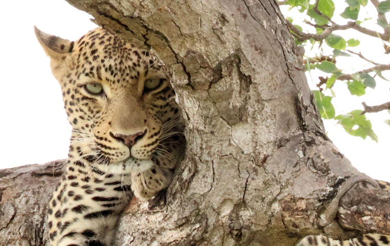 Leopard's Lair Bush Lodge